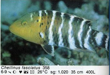 Cheilinus fasciatus